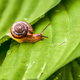 Image for article titled This invasive snail could be the hero coffee growers need